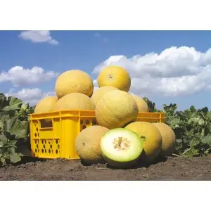Seminte pepene galben Waller F1