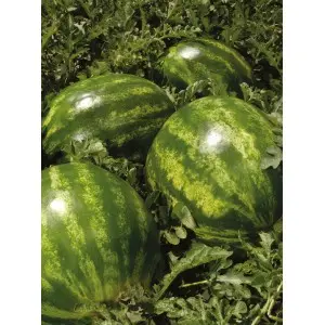 Seminte pepene verde Talisman F1