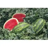 Seminte pepene verde Lady F1