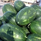 Seminte pepene verde Torpila F1
