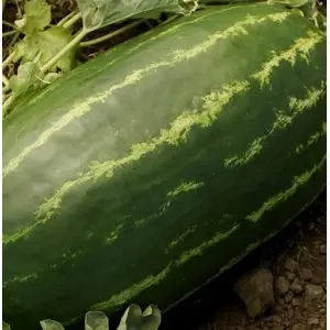 Seminte pepene verde Torpila F1
