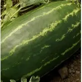 Seminte pepene verde Torpila F1