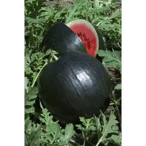 Seminte pepene verde Red Comet F1