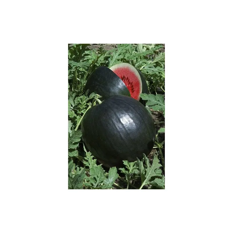 Seminte pepene verde Red Comet F1