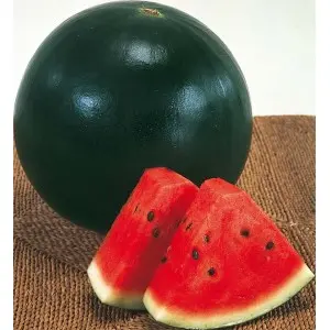 Seminte pepene verde Red Comet F1