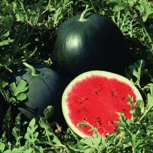 Seminte pepene verde Red Star F1