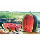 Seminte pepene verde Red Star F1