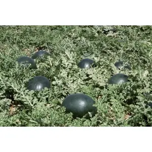 Seminte pepene verde Red Star F1