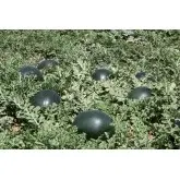 Seminte pepene verde Red Star F1