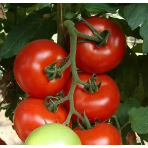 Seminte tomate Axiom F1