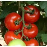 Seminte tomate Axiom F1