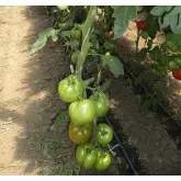 Seminte tomate Country Taste F1