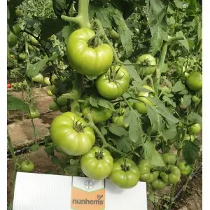 Seminte tomate Country Taste F1