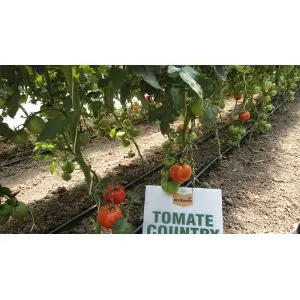 Seminte tomate Country Taste F1