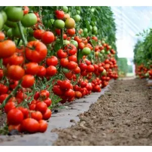 Seminte tomate Diagramma F1
