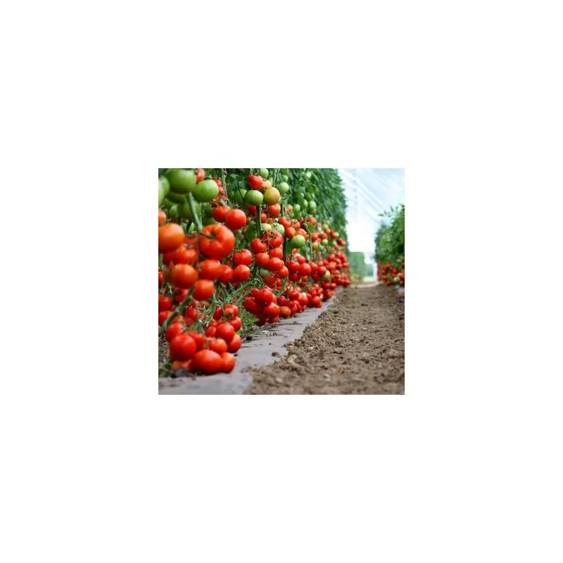 Seminte tomate Diagramma F1