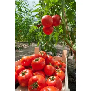 Seminte tomate Diagramma F1