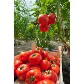Seminte tomate Diagramma F1