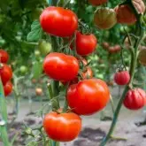 Seminte tomate Diagramma F1