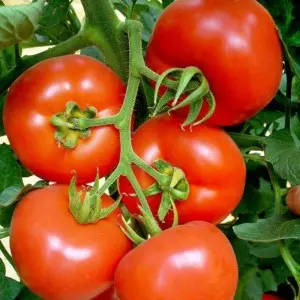 Seminte tomate Dreamboll F1