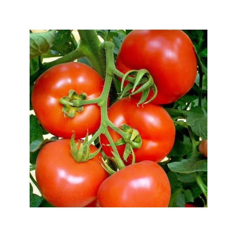 Seminte tomate Dreamboll F1