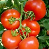 Seminte tomate Dreamboll F1