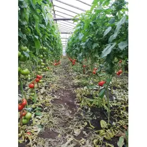 Seminte tomate Dreamboll F1