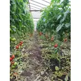 Seminte tomate Dreamboll F1