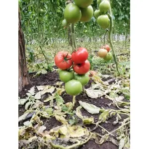 Seminte tomate Dreamboll F1