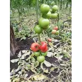 Seminte tomate Dreamboll F1