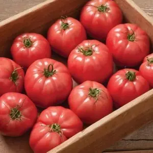 Seminte tomate Griphon F1