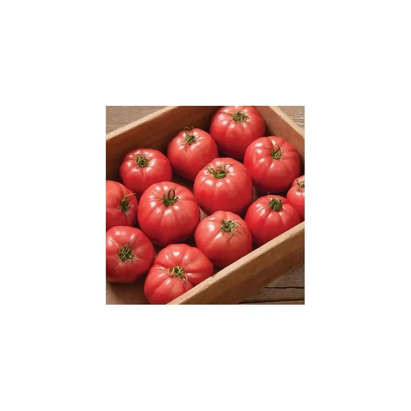 Seminte tomate Griphon F1