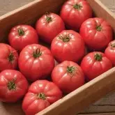 Seminte tomate Griphon F1