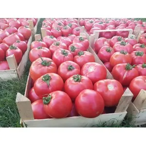Seminte tomate Pink Wonder F1
