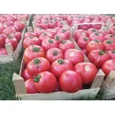 Seminte tomate Pink Wonder F1