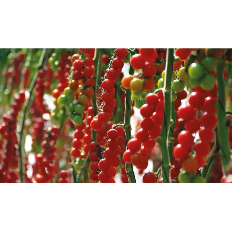 Seminte tomate cherry Tropical F1