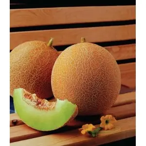 Seminte pepene galben Brimos F1
