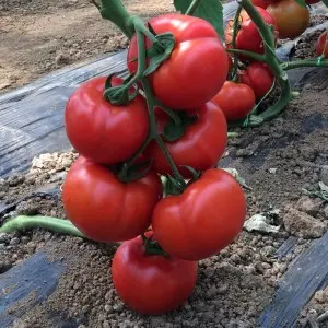 Seminte tomate Vitara F1