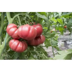 Seminte tomate HB101153 F1 (tip Monterosa)