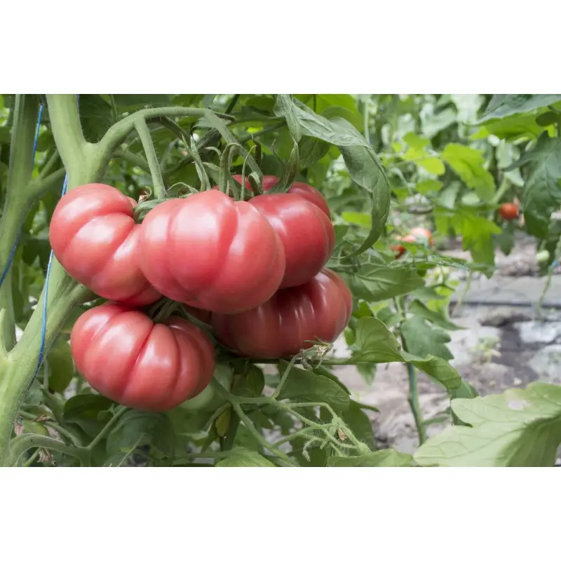 Seminte tomate HB101153 F1 (tip Monterosa)
