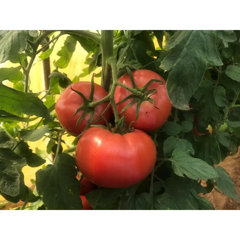 Seminte tomate Pink Sky F1