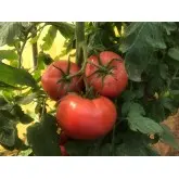 Seminte tomate Pink Sky F1