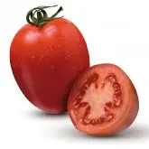 Seminte tomate Byelsa F1