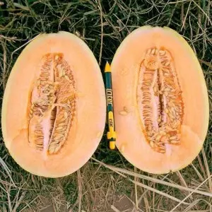 Seminte pepene galben Mziraa F1