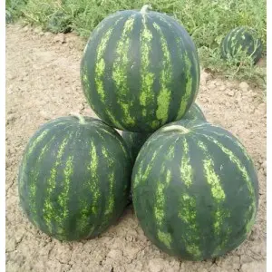 Seminte pepene verde Bonta F1
