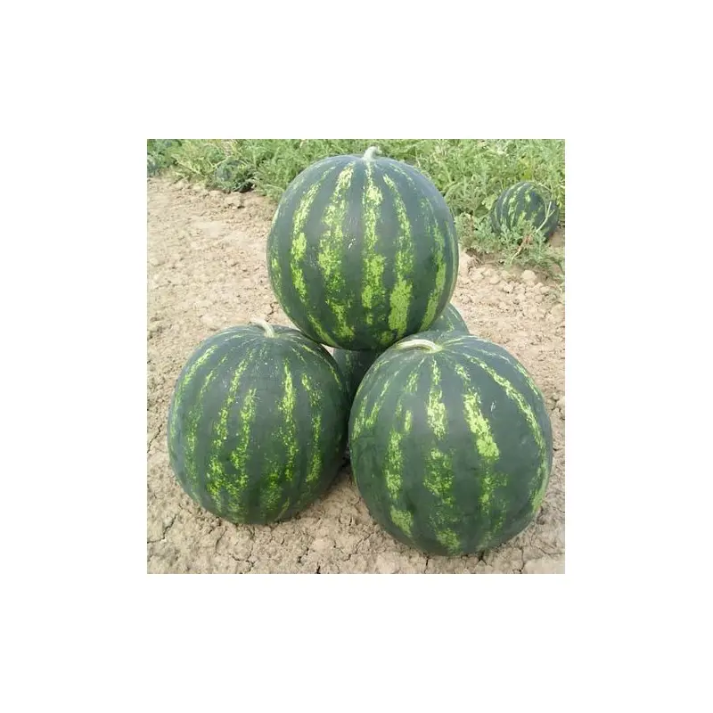 Seminte pepene verde Bonta F1