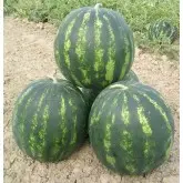 Seminte pepene verde Bonta F1