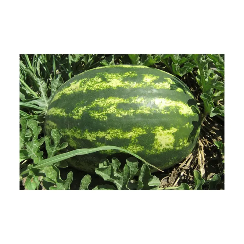 Seminte pepene verde Eletta F1