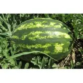 Seminte pepene verde Eletta F1