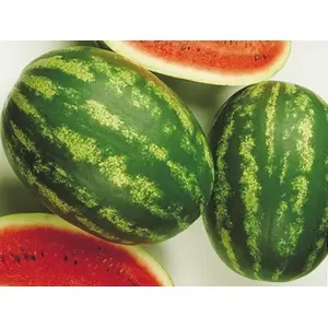 Seminte pepene verde Melania F1